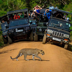 Yala National Park